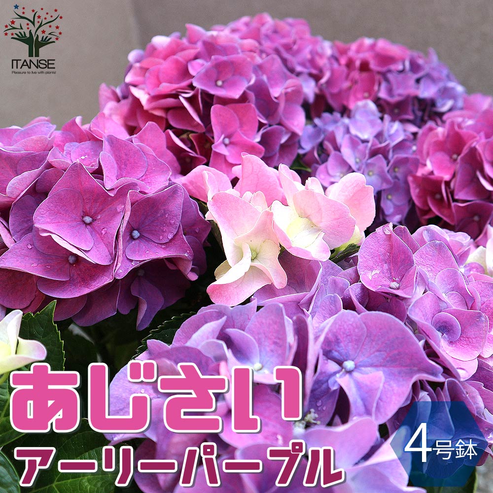 アジサイの苗木 HBAアーリーパープル【庭木 4号鉢／1個売り
