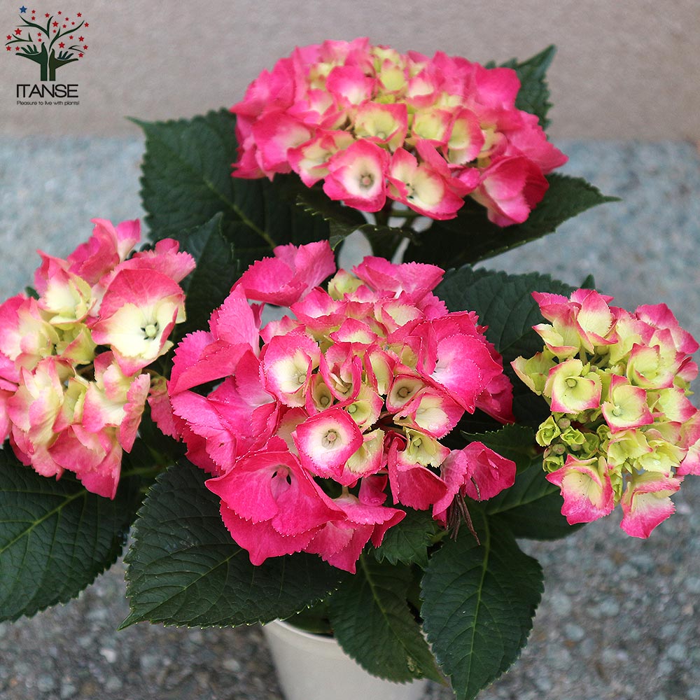 アジサイの苗木 パリ【庭木 4号鉢／1個売り】｜ 【植物のITANSE