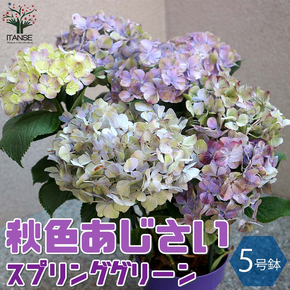 Itanse良品ｾﾚｸﾄ通販