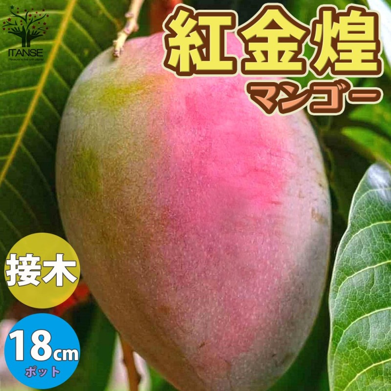 商品一覧 野菜苗 植物苗の通販 人気の家庭菜園 苗のセレクト通販 Itanse 商品一覧 野菜苗 植物苗の通販 人気の家庭菜園 苗のセレクト通販 Itanse