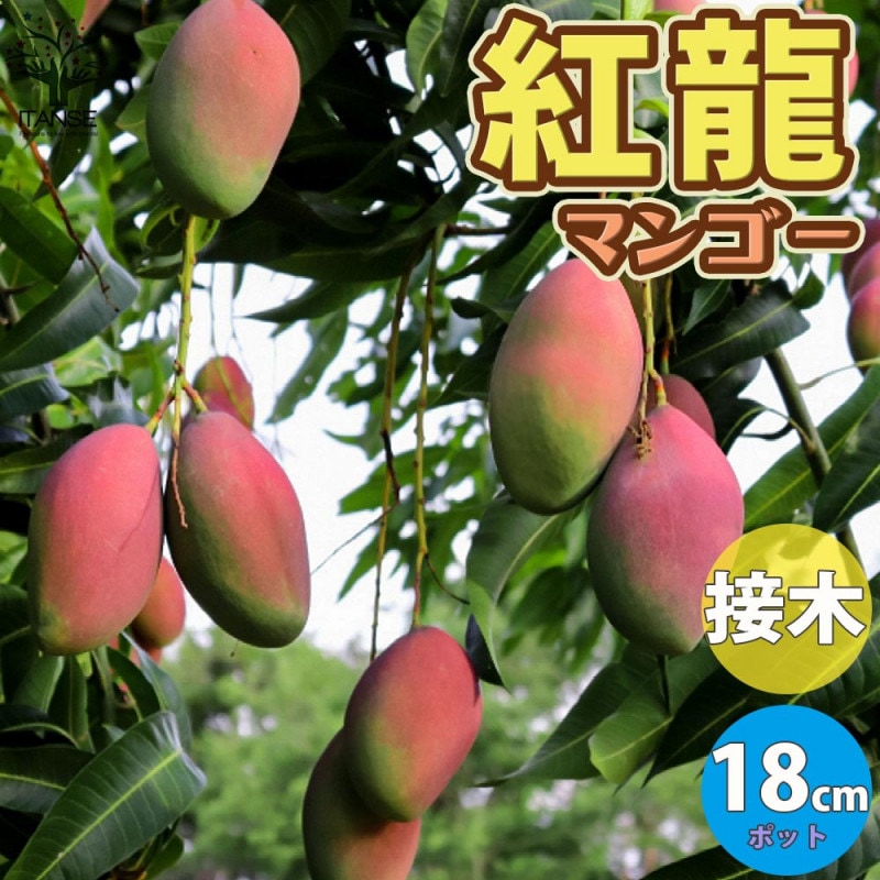 マンゴー苗品種紅キンコウ 紅象牙紅龍セット