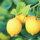 レモンの苗木 リスボンレモン【果樹の苗木 5号鉢 挿し木苗／1個売り】|柑橘類|果樹苗