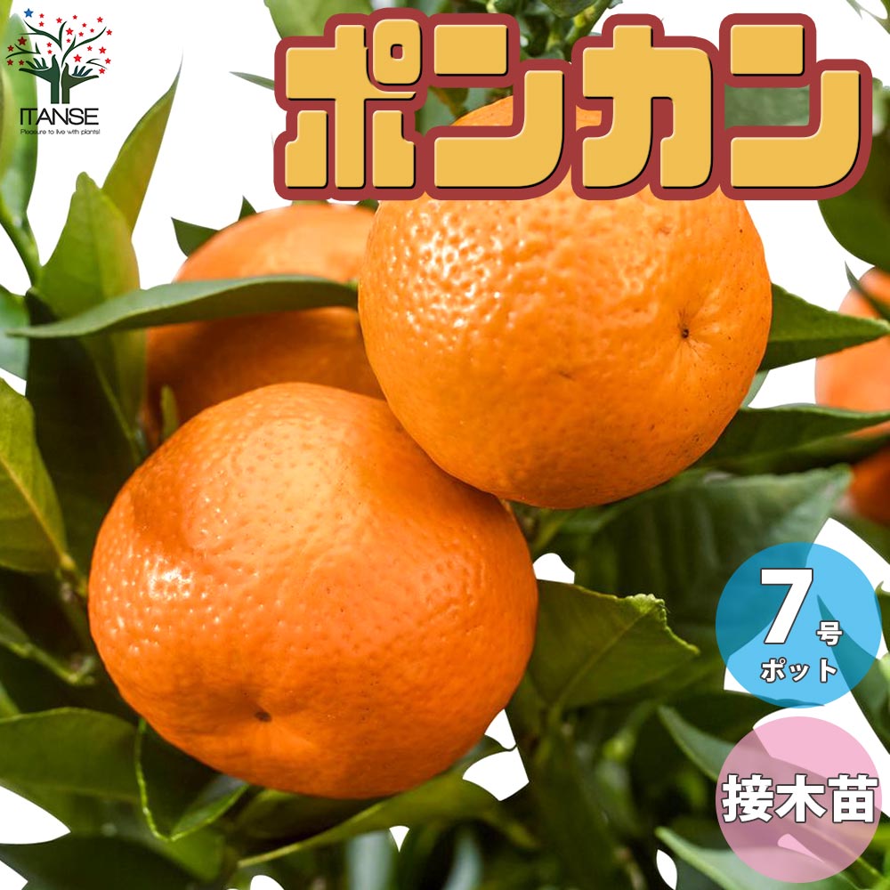 柑橘の苗 ポンカン【果樹の苗木 7号鉢 3年生 接木苗／1個売り】