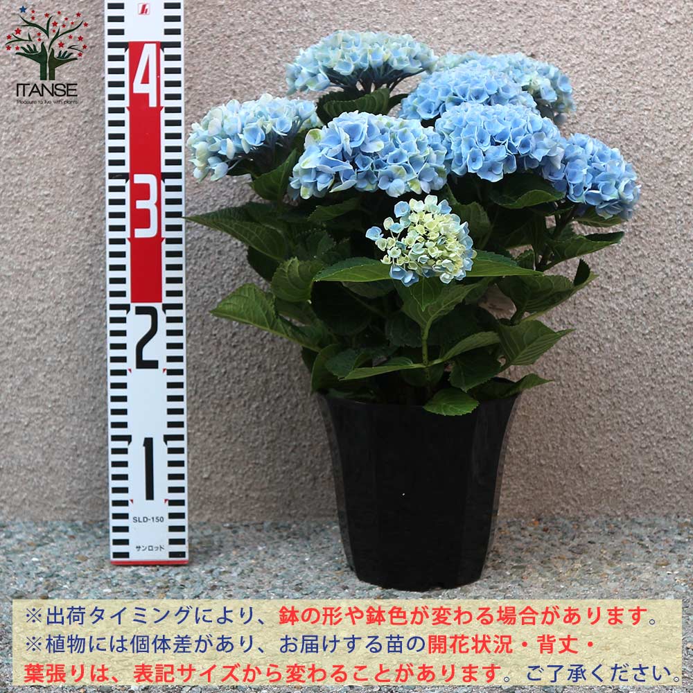 アジサイの苗 マジカルレボリューション ブルー【庭木 5号鉢／1個売り