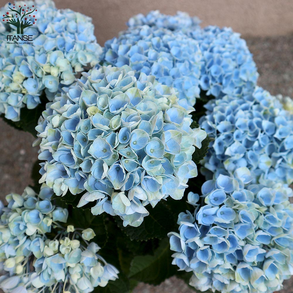 アジサイの苗 マジカルレボリューション ブルー【庭木 5号鉢／1個売り