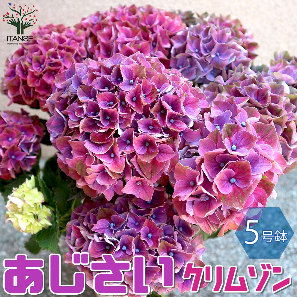 アジサイ 8寸1種2鉢 マジカルクリムゾン 紫陽花