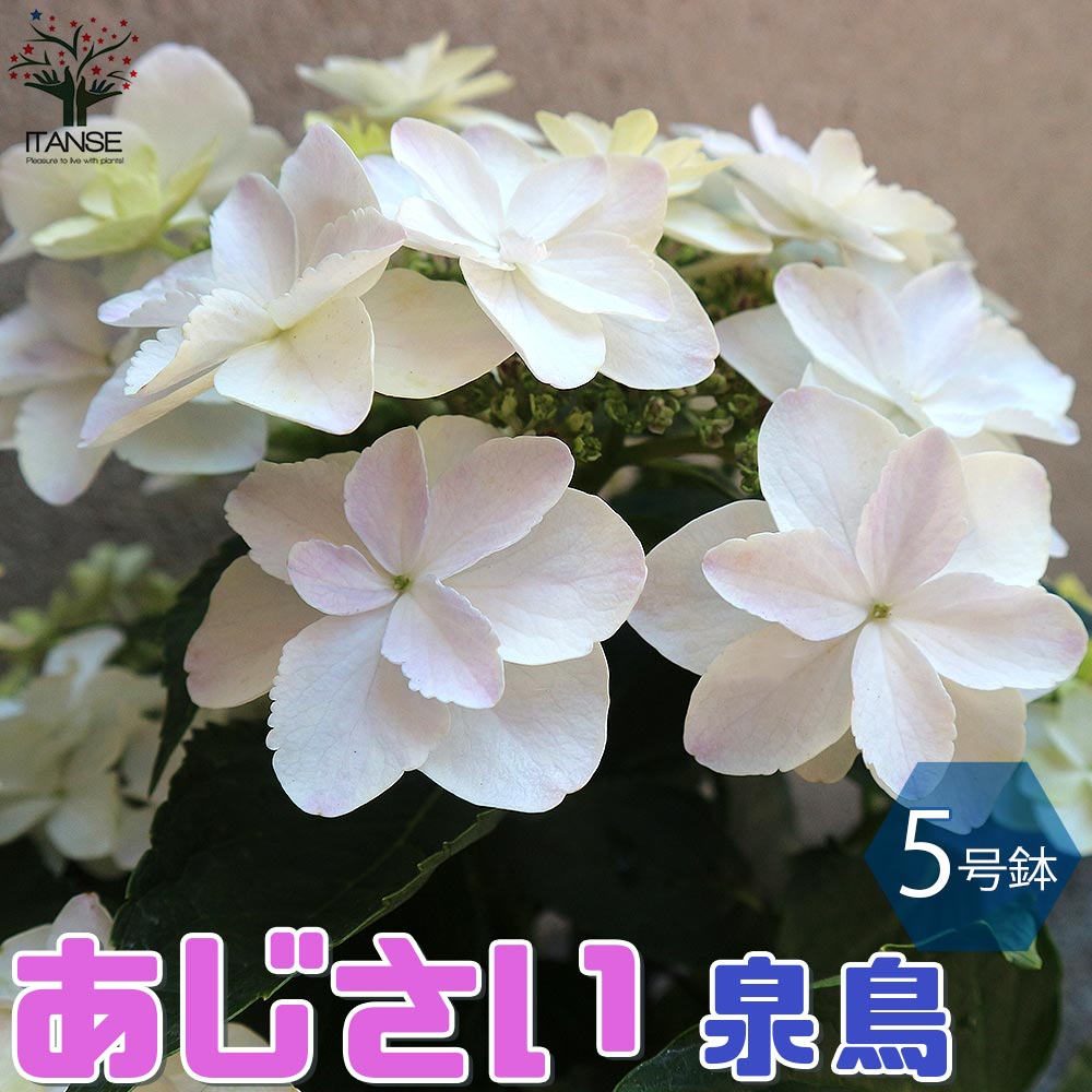 アジサイの苗 泉鳥(いずみどり) 【庭木 5号鉢／1個売り