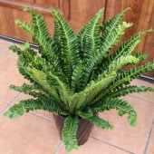 アスプレニウム プリカーツム・アカキ 【観葉植物 6号プラスチック鉢／1個売り】|観葉植物