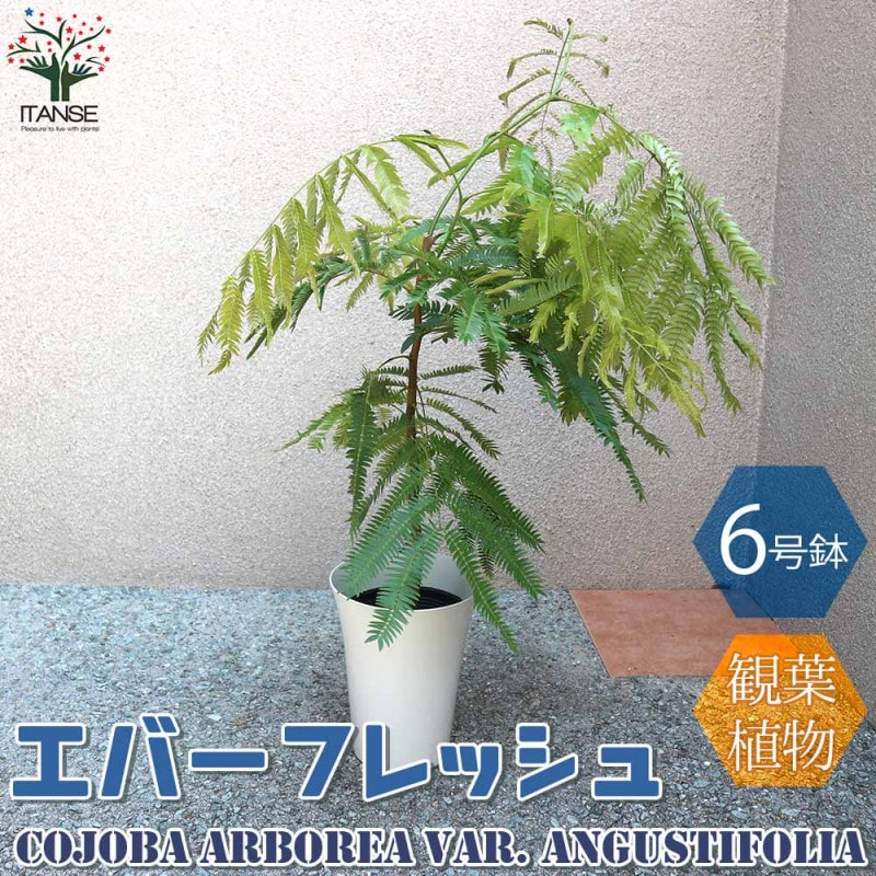 エバーフレッシュ(アカサヤネムノキ)【観葉植物 5号鉢／1個売り