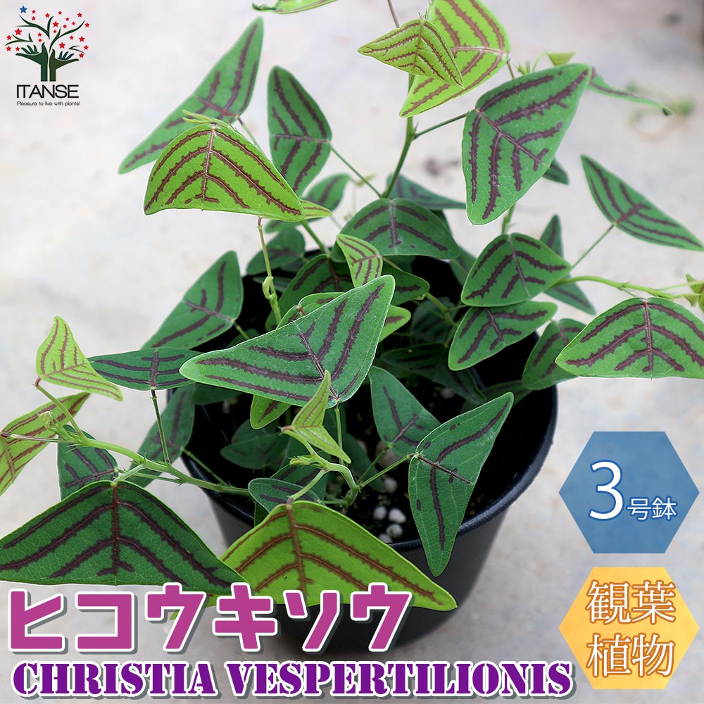 Itanse良品ｾﾚｸﾄ通販