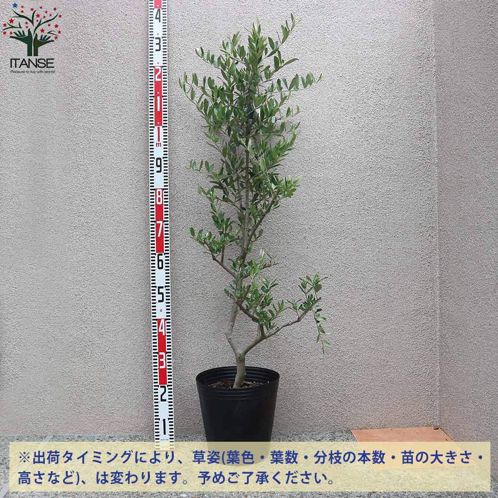 オリーブの苗木 ルッカ【果樹の苗木 8号鉢／1個売り】｜ 【植物の