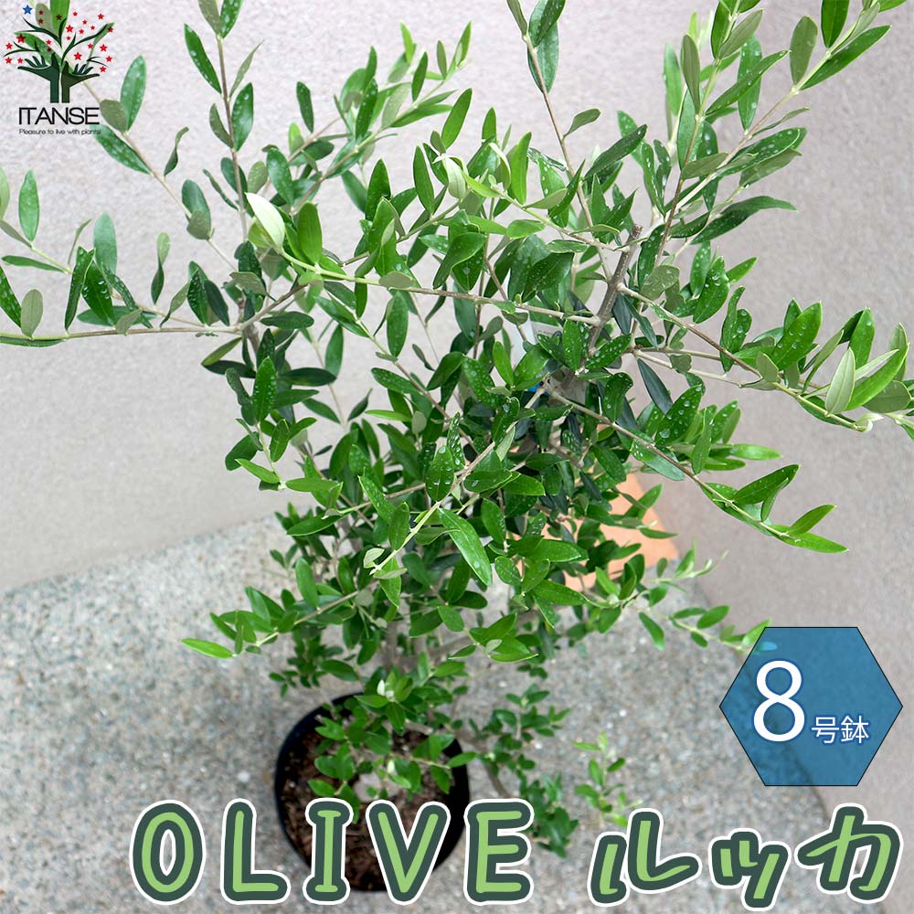 オリーブの苗木 ルッカ【果樹の苗木 8号鉢／1個売り】