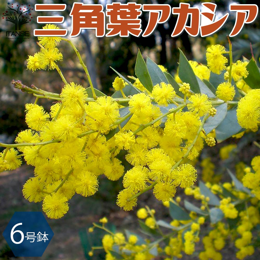 三角葉アカシア 【庭木 6号鉢／1個売り】