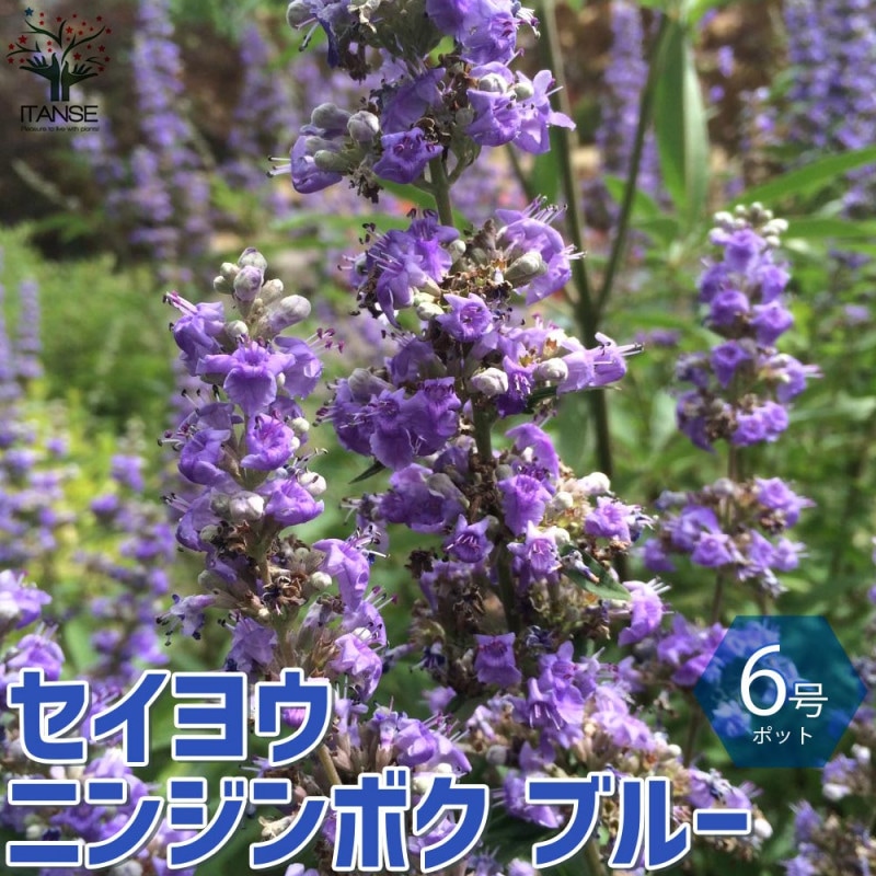 アカシア　ブルーブッシュ花芽付き　大苗 アカシア ブルーブッシュ【花苗 7号茶鉢】｜ 【植物の