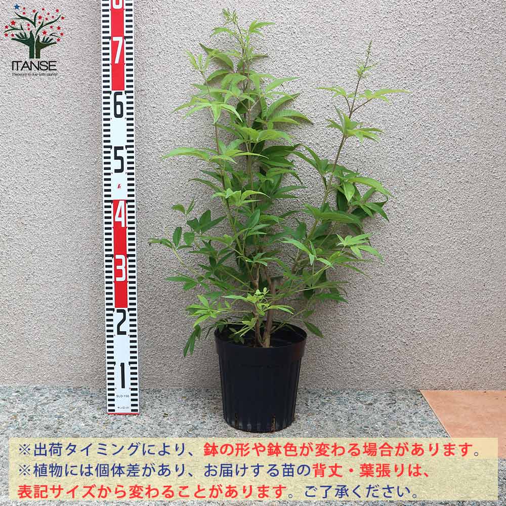 西洋ニンジンボク苗木 52センチ 大小セット セイヨウニンジンボク