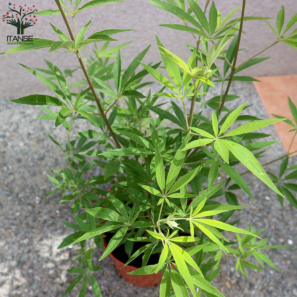 セイヨウニンジンボク ピンク【庭木 6号鉢／1個売り】｜ 【植物の