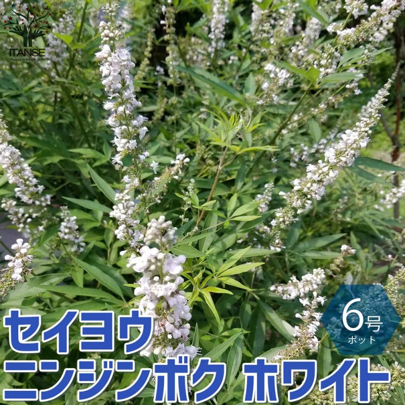 椿(ツバキ)の苗木 品種：ババラーク【庭木 4.5号鉢／1個売り