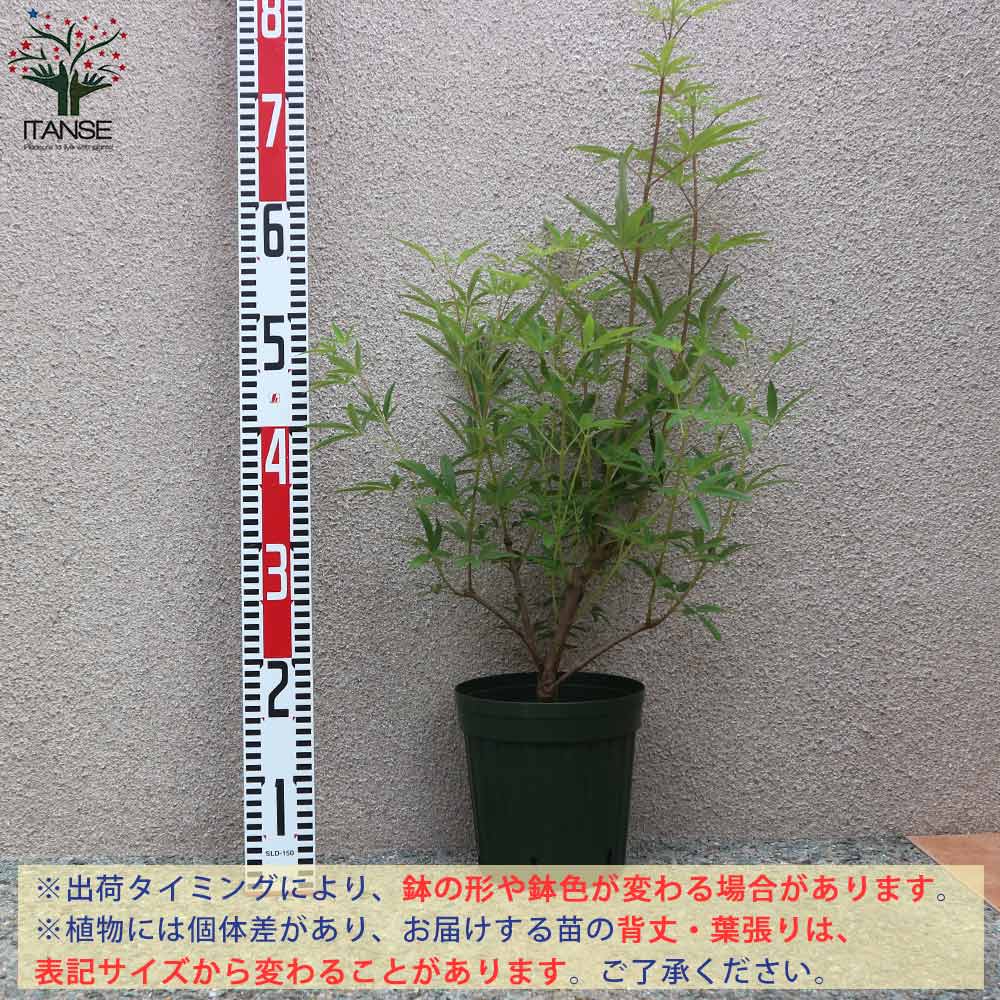 セイヨウニンジンボク ホワイト【庭木 6号鉢／1個売り】｜ 【植物の
