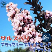 サルスベリの苗木 ブラックリーフダイヤモンド・ブラッシュ(淡いピンク)【庭木 8号鉢／1個売り】|植木・花木
