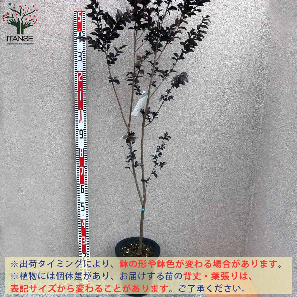 サルスベリの苗木 ブラックリーフダイヤモンド・ブラッシュ(淡いピンク