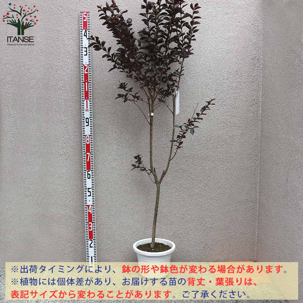 サルスベリの苗木 ブラックリーフダイヤモンド・ミスティックマゼンタ