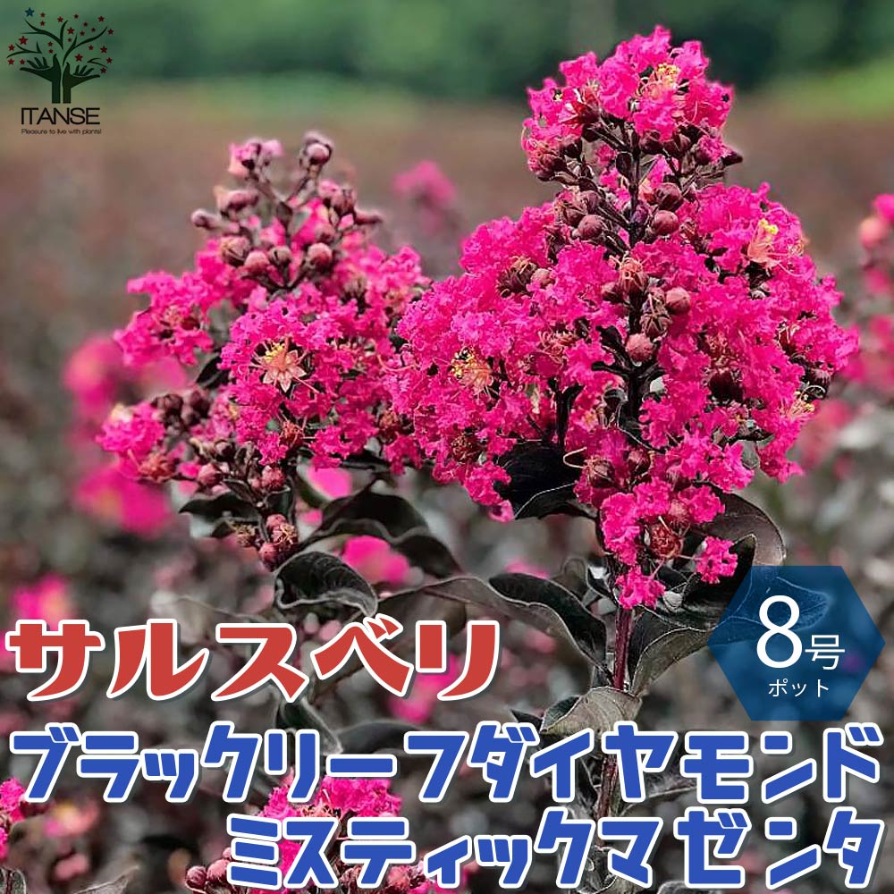 サルスベリの苗木 ブラックリーフダイヤモンド・ミスティックマゼンタ【庭木 8号鉢／1個売り】