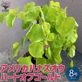アメリカハナズオウの苗木 ハートオブゴールド 【庭木 8号ナーセリーポット／1個売り】|植木・花木
