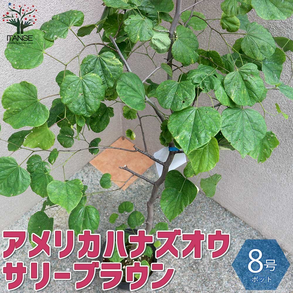 アメリカハナズオウの苗木 サリーブラウン【庭木 8号ポット／1個売り
