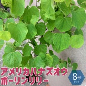 アメリカハナズオウの苗木 ポーリンリリー【庭木 8号ポット／1個売り】|植木・花木