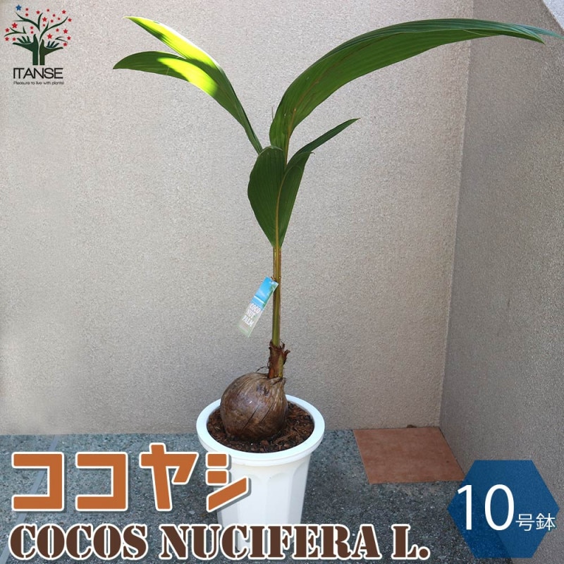 ポトス ライム 【観葉植物 吊鉢5号】｜ 【植物のITANSE】全品