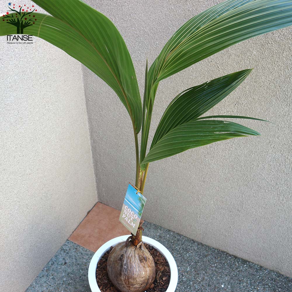 ココヤシの苗木 南国ムードを演出してくれる観葉植物【観葉植物 10号