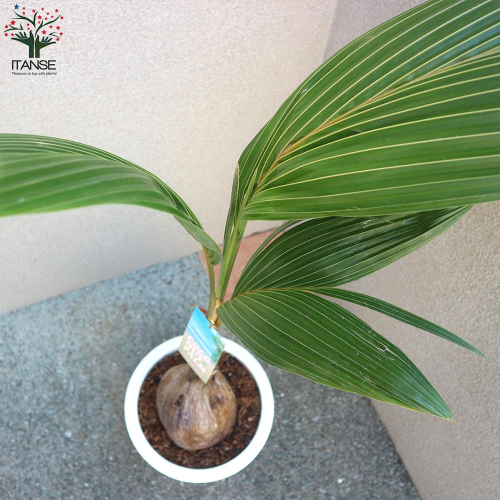 ココヤシの苗木 南国ムードを演出してくれる観葉植物【観葉植物 ココヤシの苗木 南国ムードを演出してくれる観葉植物【観葉植物