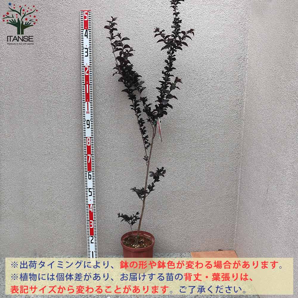 サルスベリの苗木 ブラックリーフダイヤモンド・ベストレッド【庭木 7