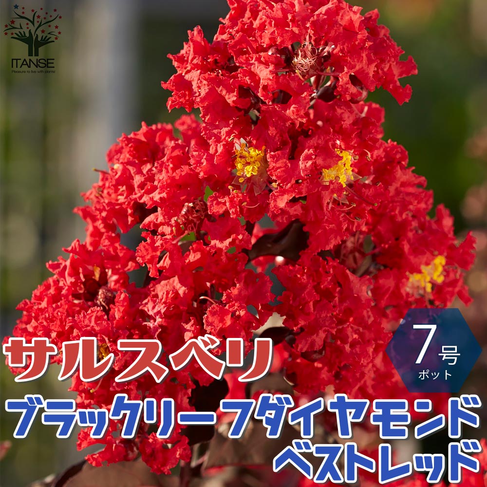サルスベリの苗木 ブラックリーフダイヤモンド・ベストレッド【庭木 7号鉢Mサイズ／1個売り】
