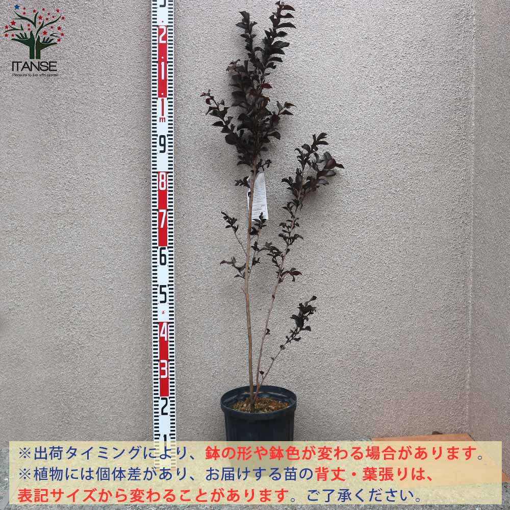 サルスベリの苗木 ブラックリーフダイヤモンド・ピュアホワイト【庭木