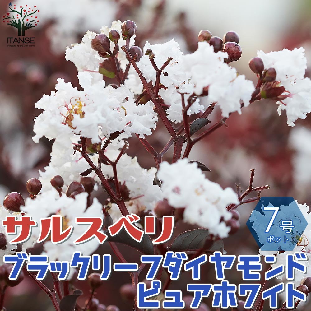 サルスベリの苗木 ブラックリーフダイヤモンド・ピュアホワイト【庭木 7号鉢Mサイズ／1個売り】
