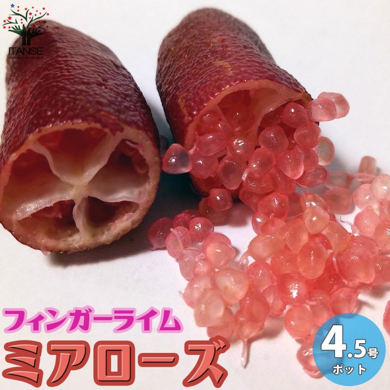 フィンガーライム バイロンサンライズ 【果樹の苗木 4.5号ポット／1個