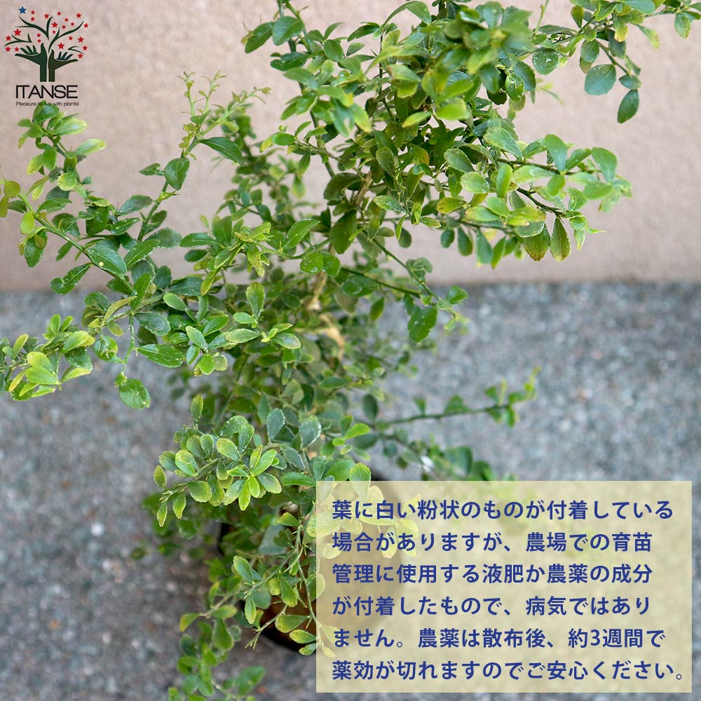 フィンガーライムの苗木 ミアローズ【果樹の苗木 4.5号ポット苗 2年生