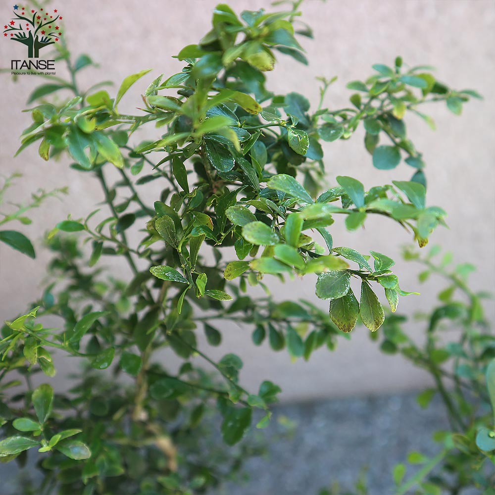 4年生　フィンガーライム接木苗／ミアローズ　樹高80cm 4.5号ポット 4年生 フィンガーライム接木苗／ミアローズ 樹高80cm 4.5号ポット