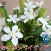 セイロンランティア 【庭木 6号鉢／1個売り】|植木・花木