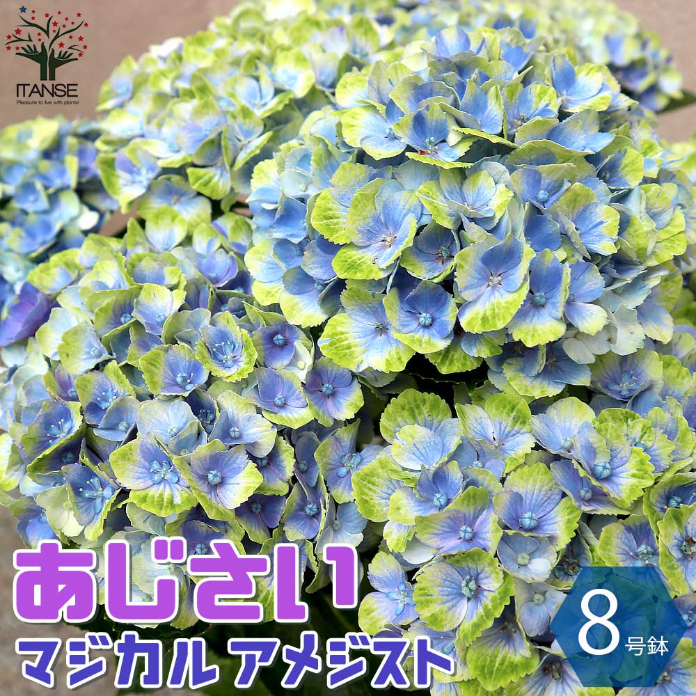 アジサイの苗木 マジカルアメジスト【庭木 8号鉢大苗/1個売り アジサイの苗木 マジカルアメジスト【庭木 8号鉢大苗/1個売り