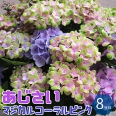 アジサイの苗木 マジカルコーラル ピンク【庭木 8号鉢大苗／1個売り】|植木・花木