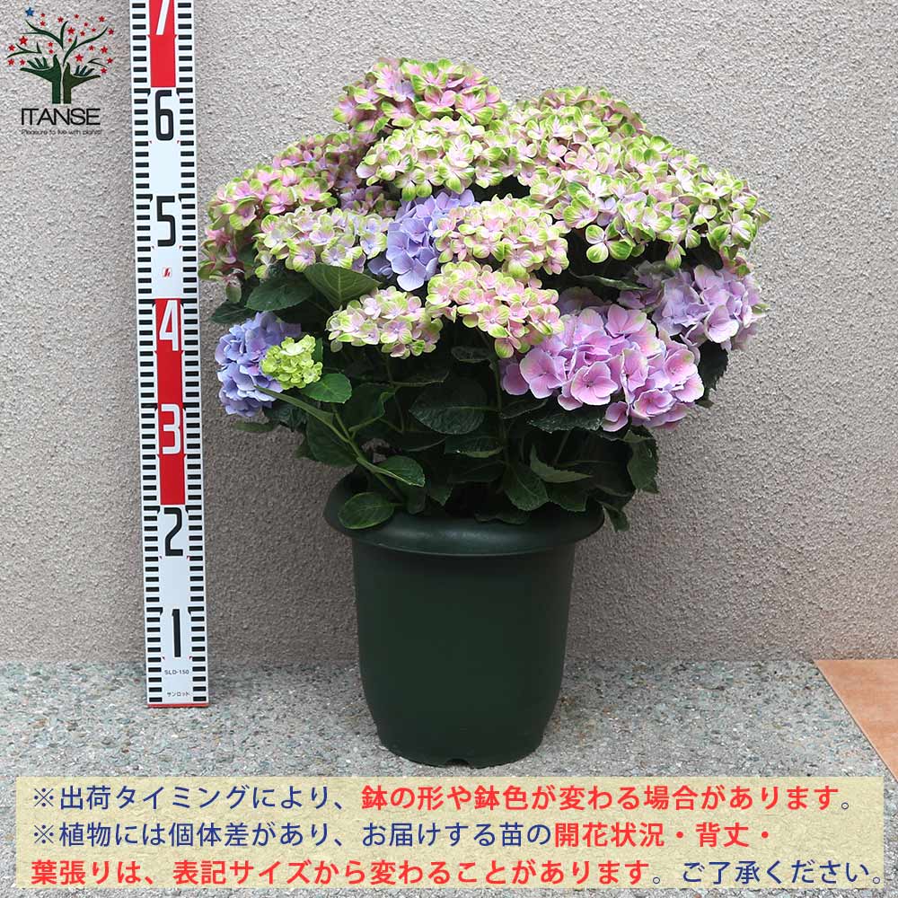 アジサイの苗木 マジカルコーラル ピンク【庭木 8号鉢大苗／1個売り