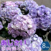 アジサイの苗木 恋物語 ピンク【庭木 8号鉢大苗／1個売り】|植木・花木