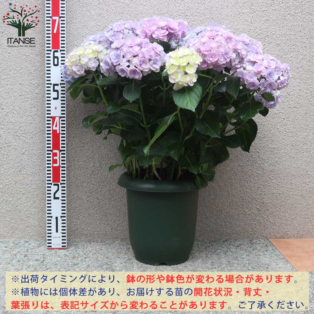 アジサイの苗木 恋物語 ピンク【庭木 8号鉢大苗／1個売り】｜ 【植物の