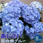 アジサイの苗木 恋物語 ブルー【庭木 8号鉢大苗／1個売り】|植木・花木