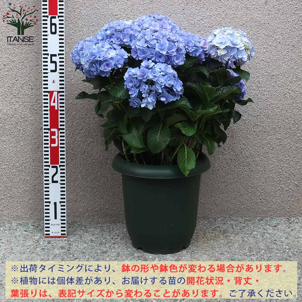 アジサイの苗木 恋物語 ブルー【庭木 8号鉢大苗／1個売り】｜ 【植物の