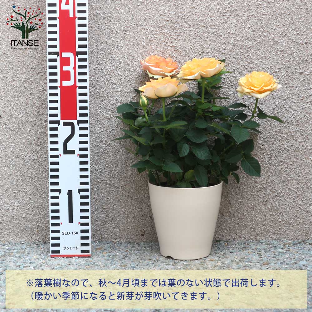 薔薇の苗木 マンダリナ コルダナミニバラ【花苗 4号鉢／1個売り