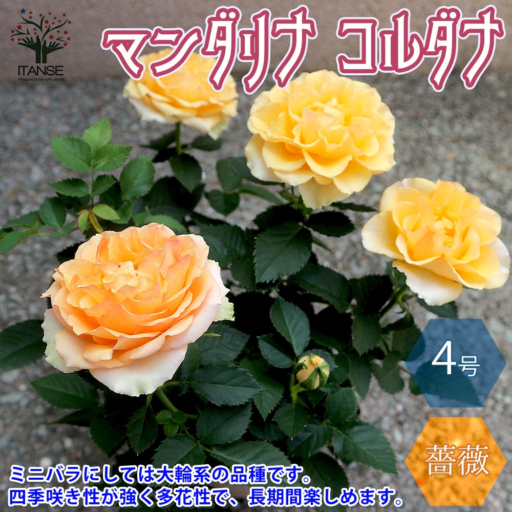 薔薇の苗木 マンダリナ コルダナミニバラ【花苗 4号鉢／1個売り