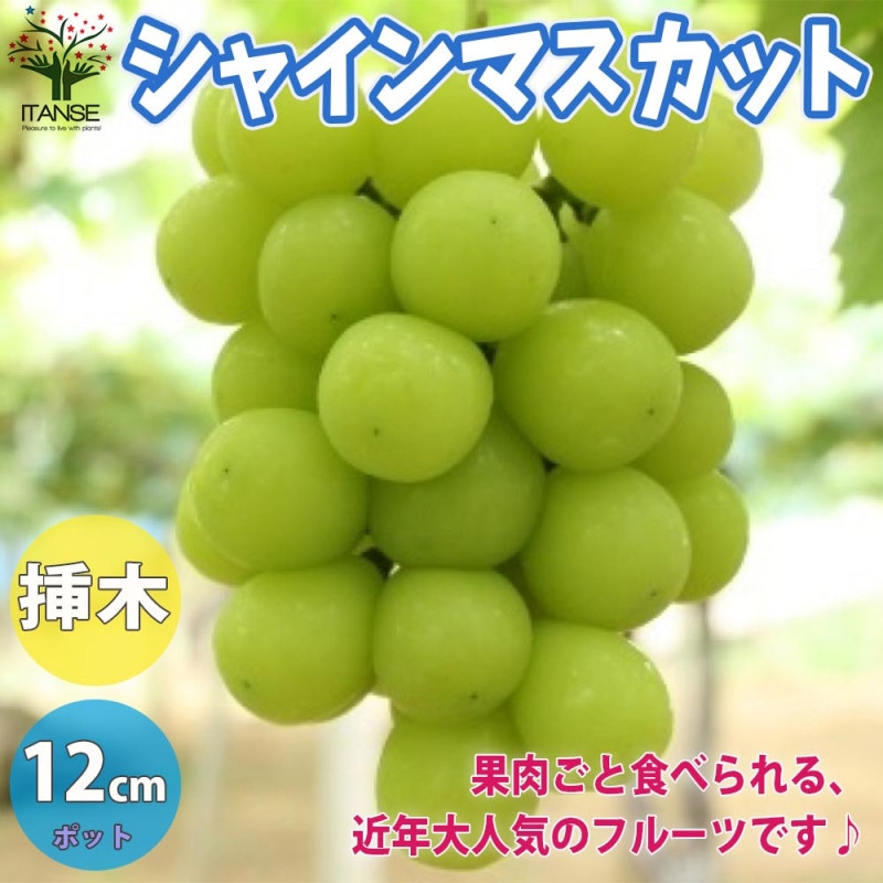 ぶどうの苗 藤稔(フジミノリ)【果樹の苗木 12～15cmポット 1年生 挿木